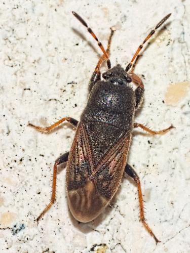 Megalonotus sabulicola